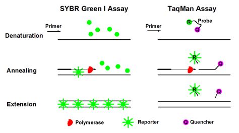 taqman|How does qPCR work: SYBR Green vs TaqMan .